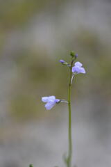 Nuttallanthus texanus