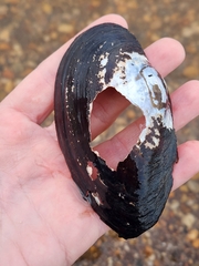 Utterbackiana implicata