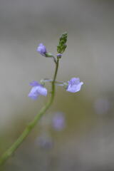 Nuttallanthus texanus