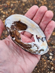 Utterbackiana implicata