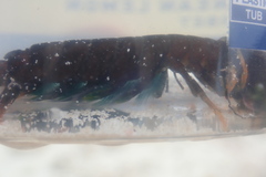 Neogonodactylus bredini