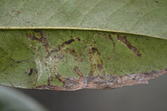 Phyllocnistis magnoliella