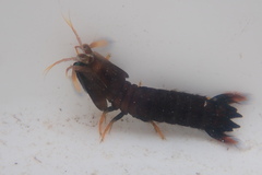 Neogonodactylus bredini