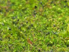 Odontoschisma denudatum