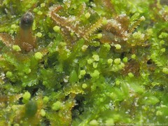 Odontoschisma denudatum