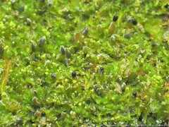 Odontoschisma denudatum