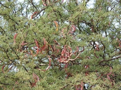 Prosopis caldenia