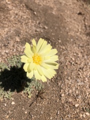 Anisocoma acaulis