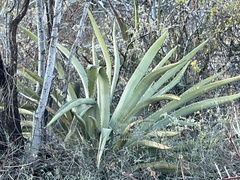 Agave aurea