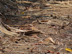 Chalarodon madagascariensis