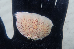 Calappa ocellata