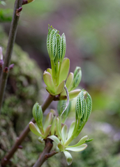 Aesculus californica
