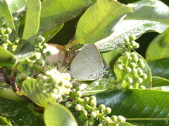 Symbiopsis lenitas