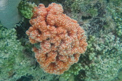 Ptilocaulis walpersii