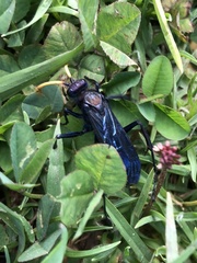 Pompilocalus vinicolor