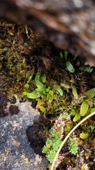 Notogrammitis givenii