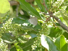 Symbiopsis lenitas