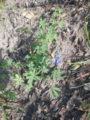 Lupinus nanus