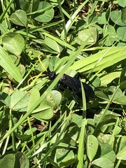 Pompilocalus vinicolor
