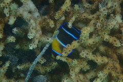 Holacanthus bermudensis