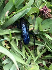 Pompilocalus vinicolor