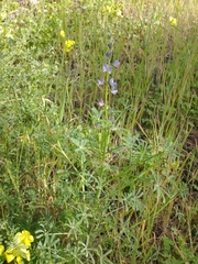 Lupinus truncatus