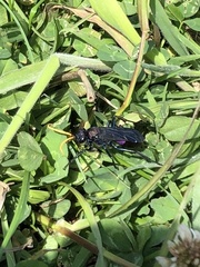 Pompilocalus vinicolor