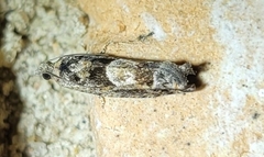 Pseudexentera hodsoni
