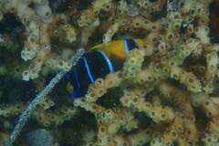Holacanthus bermudensis