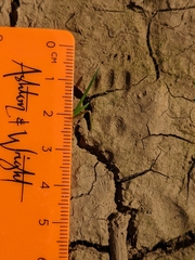 Otospermophilus beecheyi