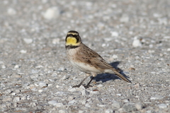 Eremophila alpestris