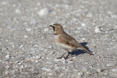 Eremophila alpestris