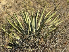 Agave aurea