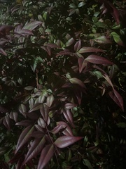 Nandina