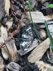 Trichodezia californiata