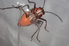 Leptocoris mitellatus