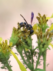 Parancistrocerus perennis