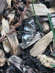 Trichodezia californiata