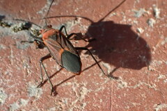 Leptocoris mitellatus