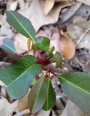 Contarinia cerasiserotinae