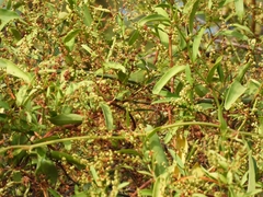 Muehlenbeckia sagittifolia