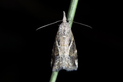 Hypena laceratalis