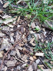 Trichodezia californiata