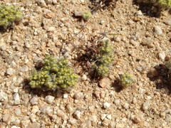 Eriophyllum mohavense