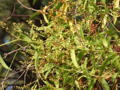 Muehlenbeckia sagittifolia