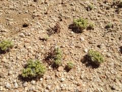 Eriophyllum mohavense