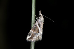 Hypena laceratalis
