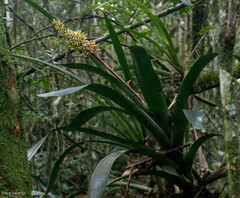 Aechmea coelestis
