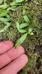 Notogrammitis givenii