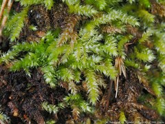 Rhynchostegium serrulatum